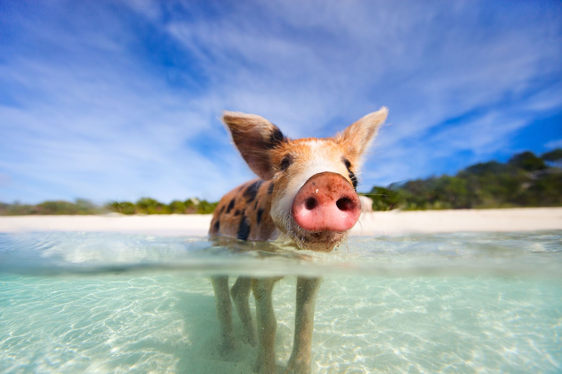 Day 4 in Staniel Cay & Pig Beach